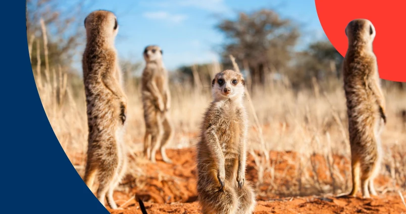 A group of meerkats standing alert in a sunny savanna, representing some of the nature-inspired savings lessons for financial winters.