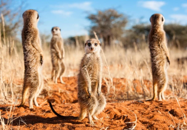 A group of meerkats standing alert in a sunny savanna, representing some of the nature-inspired savings lessons for financial winters.