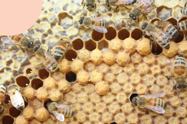 Honey bees working diligently on a textured honeycomb structure, illustrating the honey bee method of saving small which builds into big reserves overtime.