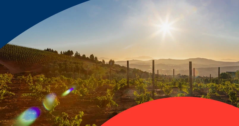 Bright morning sun over rolling South African Winelands vineyards, illustrating financial growth and when to start saving for retirement in SA.