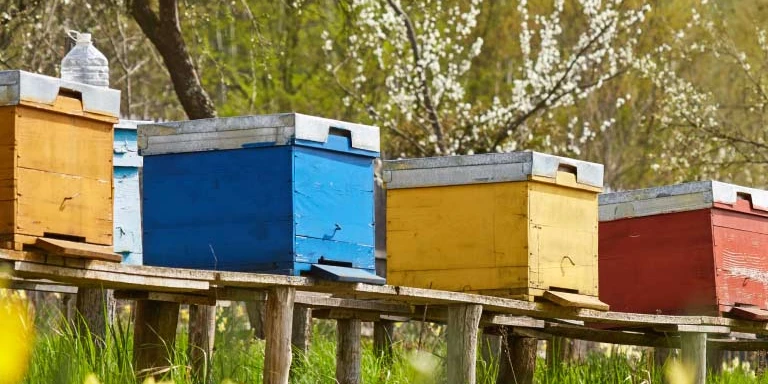 Smiling African female farmer using a tablet in a cornfield representing business growth and worker well-being as part of employee benefits.