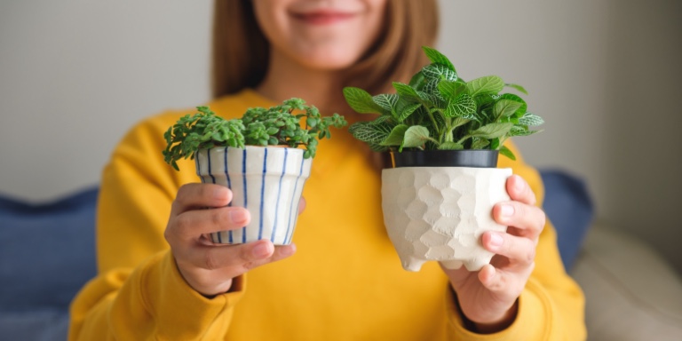 A person in a yellow shirt holds two small potted plants, one in a white-textured pot, the other in a blue-striped pot. The background is blurred to highlight the plants.